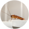 Cockroach Control Sydney