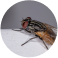 Flies Control Sydney