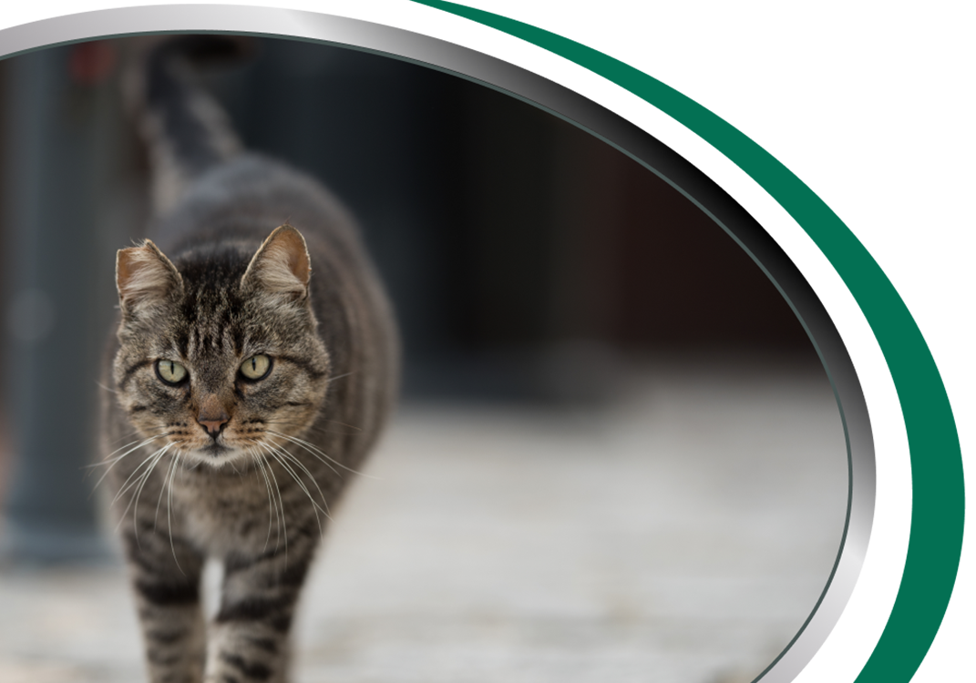 Cat Removal Sydney
