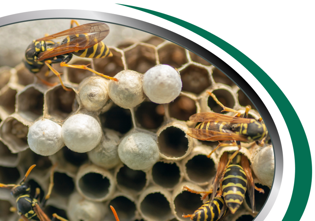 European Wasp Control Sydney